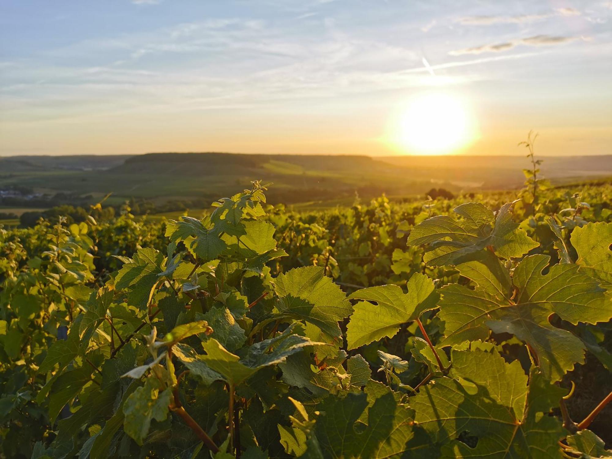 Hostellerie Briqueterie & Spa Champagne Vinay  Εξωτερικό φωτογραφία Vineyards in the Moselle region